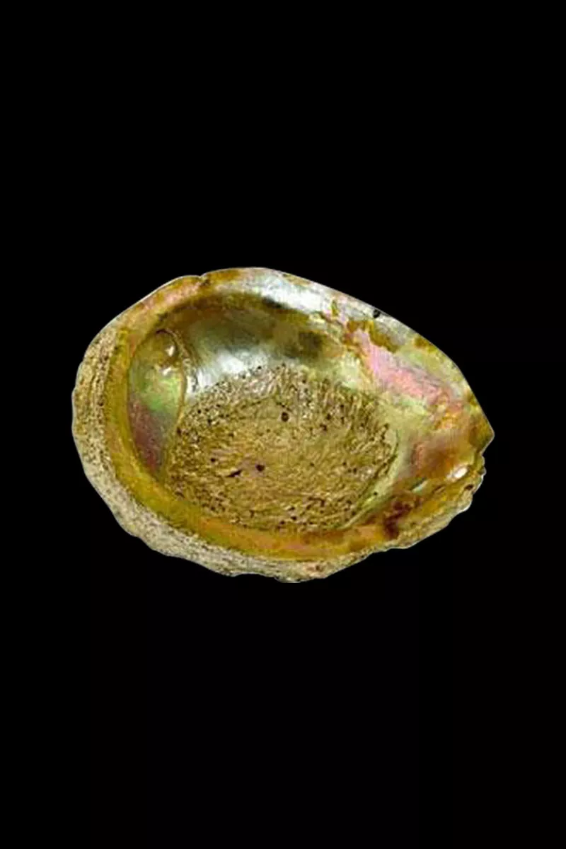 Large Abalone Shell Natural Ashtray