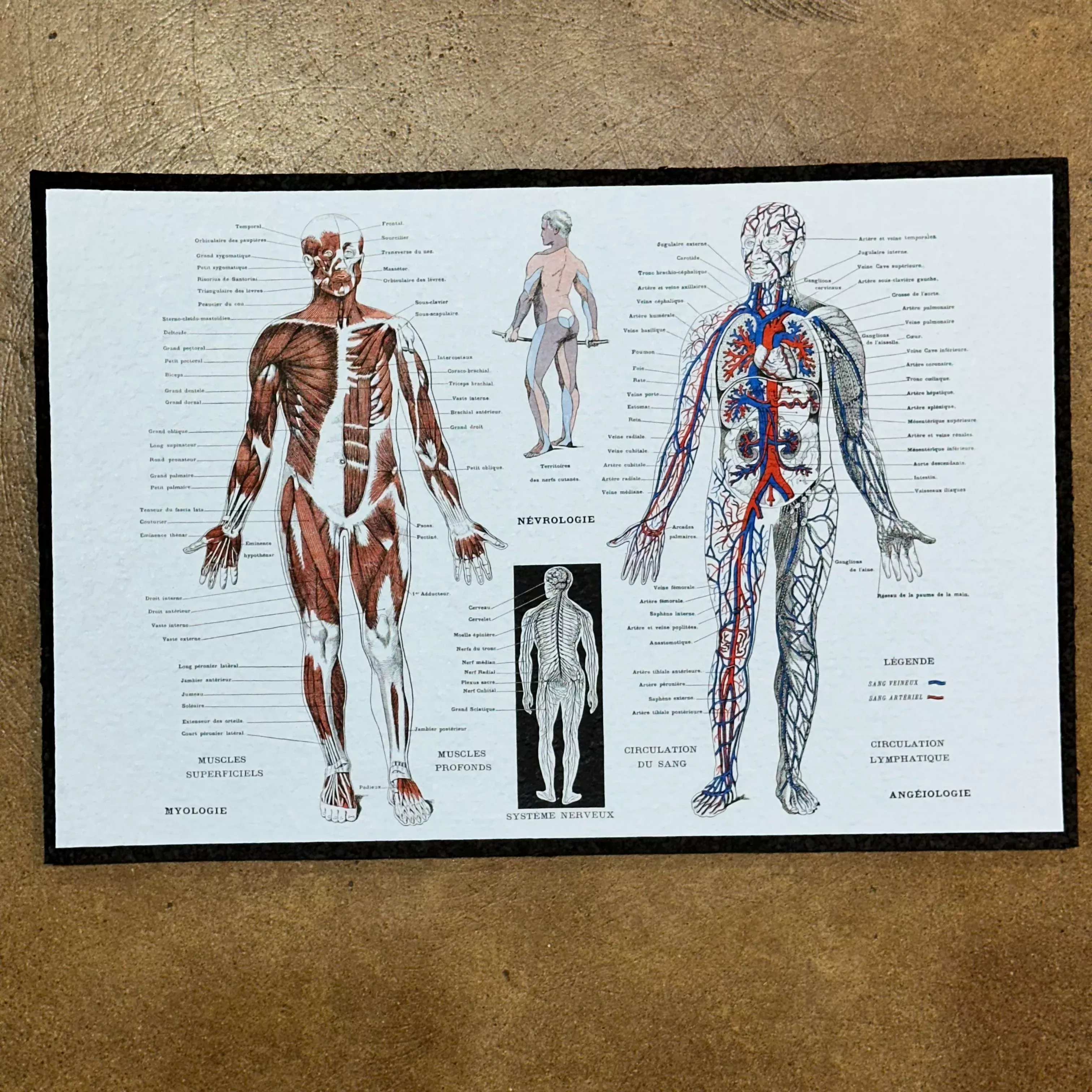 "Systeme Nerveux" from Mood Mats